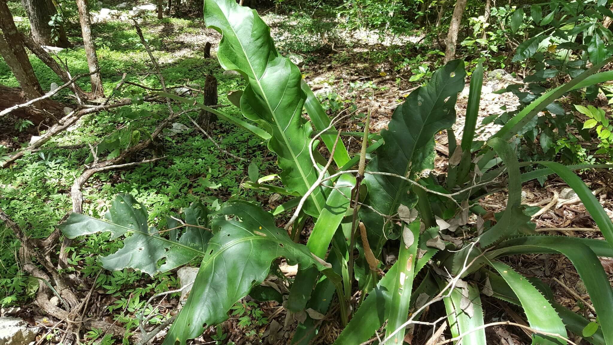 Anthurium schlechtendalii